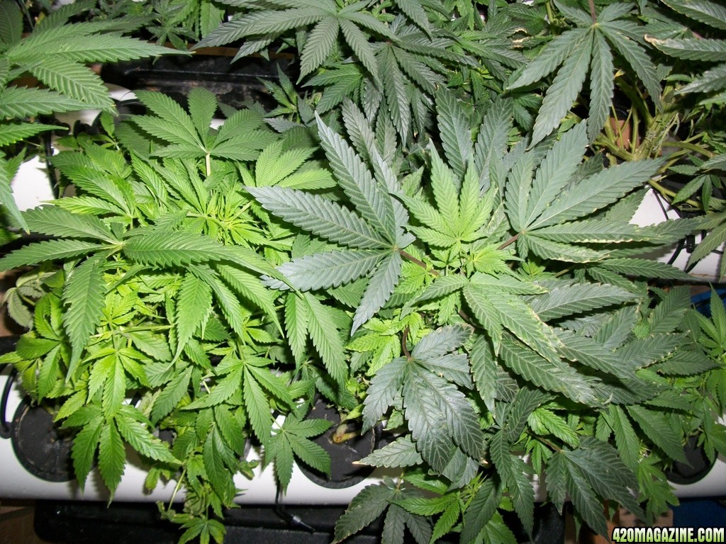 KingJohnC_s_Green_Sun_LED_Lights_Znet4_Aeroponic_Indoor_Grow_Journal_and_Review_2014-11-04_-_015.JPG