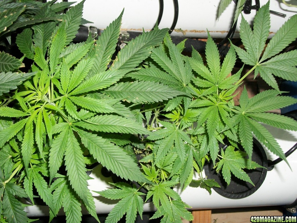 KingJohnC_s_Green_Sun_LED_Lights_Znet4_Aeroponic_Indoor_Grow_Journal_and_Review_2014-11-04_-_016.JPG