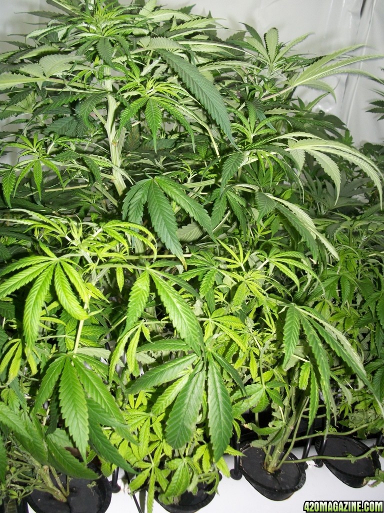 KingJohnC_s_Green_Sun_LED_Lights_Znet4_Aeroponic_Indoor_Grow_Journal_and_Review_2014-11-04_-_017.JPG