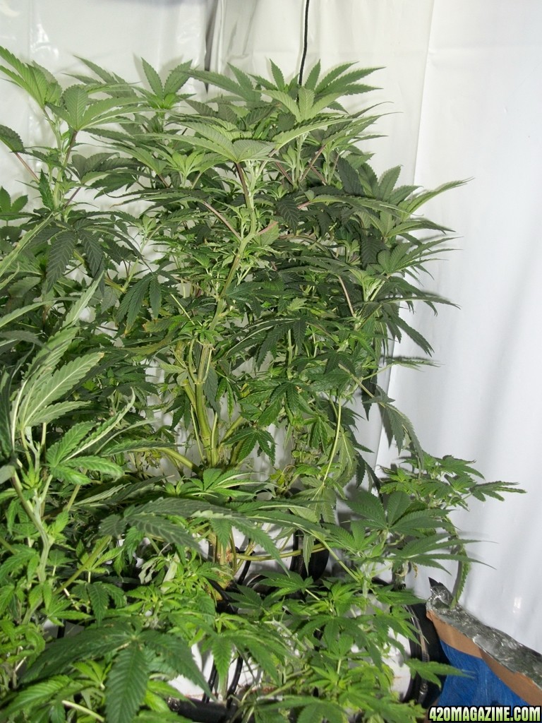 KingJohnC_s_Green_Sun_LED_Lights_Znet4_Aeroponic_Indoor_Grow_Journal_and_Review_2014-11-04_-_020.JPG