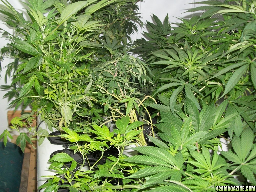 KingJohnC_s_Green_Sun_LED_Lights_Znet4_Aeroponic_Indoor_Grow_Journal_and_Review_2014-11-04_-_021.JPG