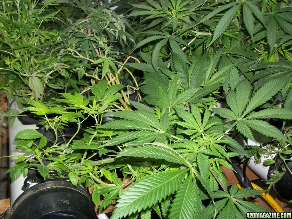 KingJohnC_s_Green_Sun_LED_Lights_Znet4_Aeroponic_Indoor_Grow_Journal_and_Review_2014-11-04_-_022.JPG