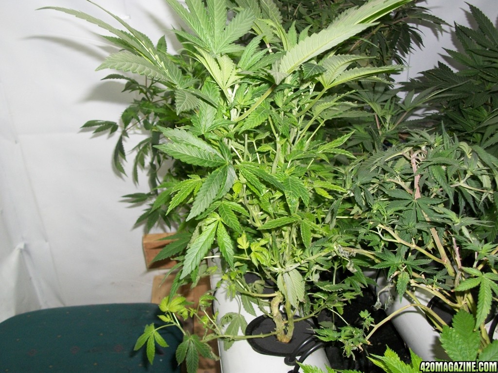 KingJohnC_s_Green_Sun_LED_Lights_Znet4_Aeroponic_Indoor_Grow_Journal_and_Review_2014-11-04_-_023.JPG