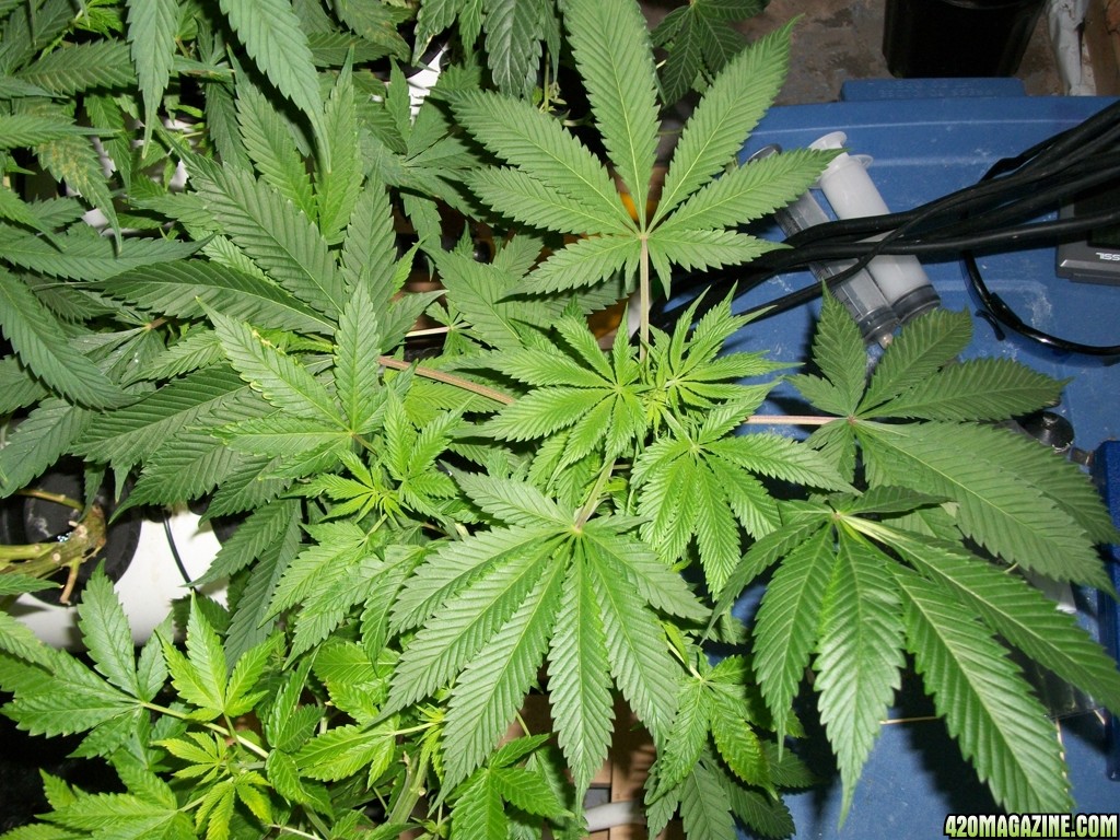 KingJohnC_s_Green_Sun_LED_Lights_Znet4_Aeroponic_Indoor_Grow_Journal_and_Review_2014-11-04_-_025.JPG