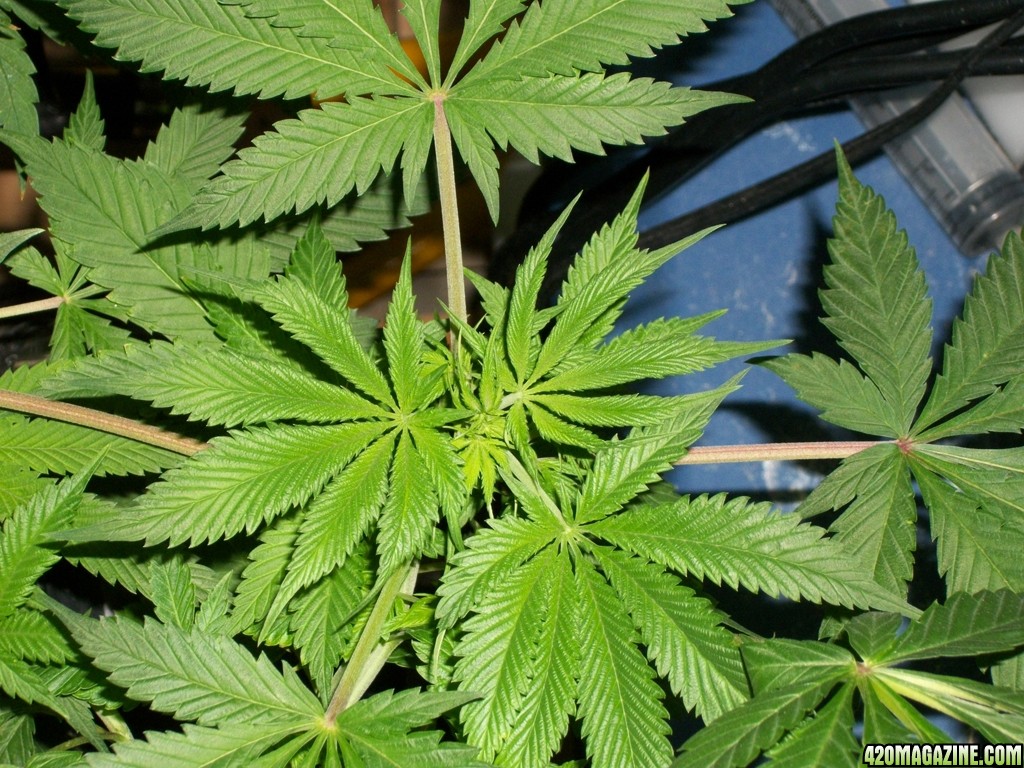 KingJohnC_s_Green_Sun_LED_Lights_Znet4_Aeroponic_Indoor_Grow_Journal_and_Review_2014-11-04_-_026.JPG