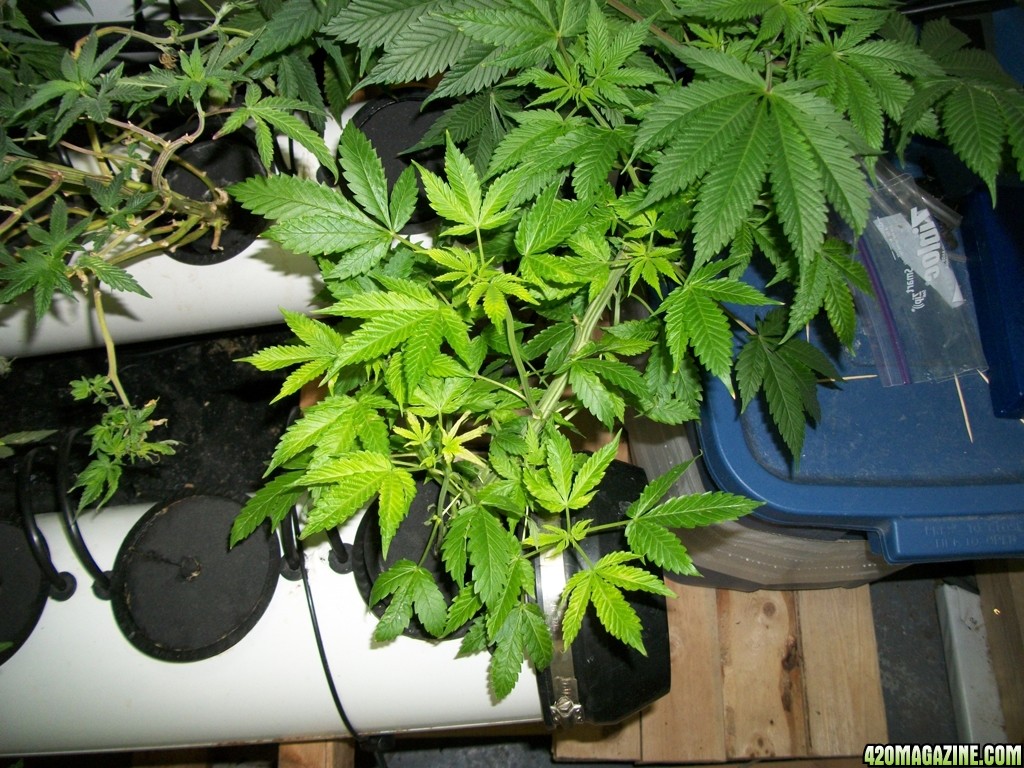 KingJohnC_s_Green_Sun_LED_Lights_Znet4_Aeroponic_Indoor_Grow_Journal_and_Review_2014-11-04_-_028.JPG