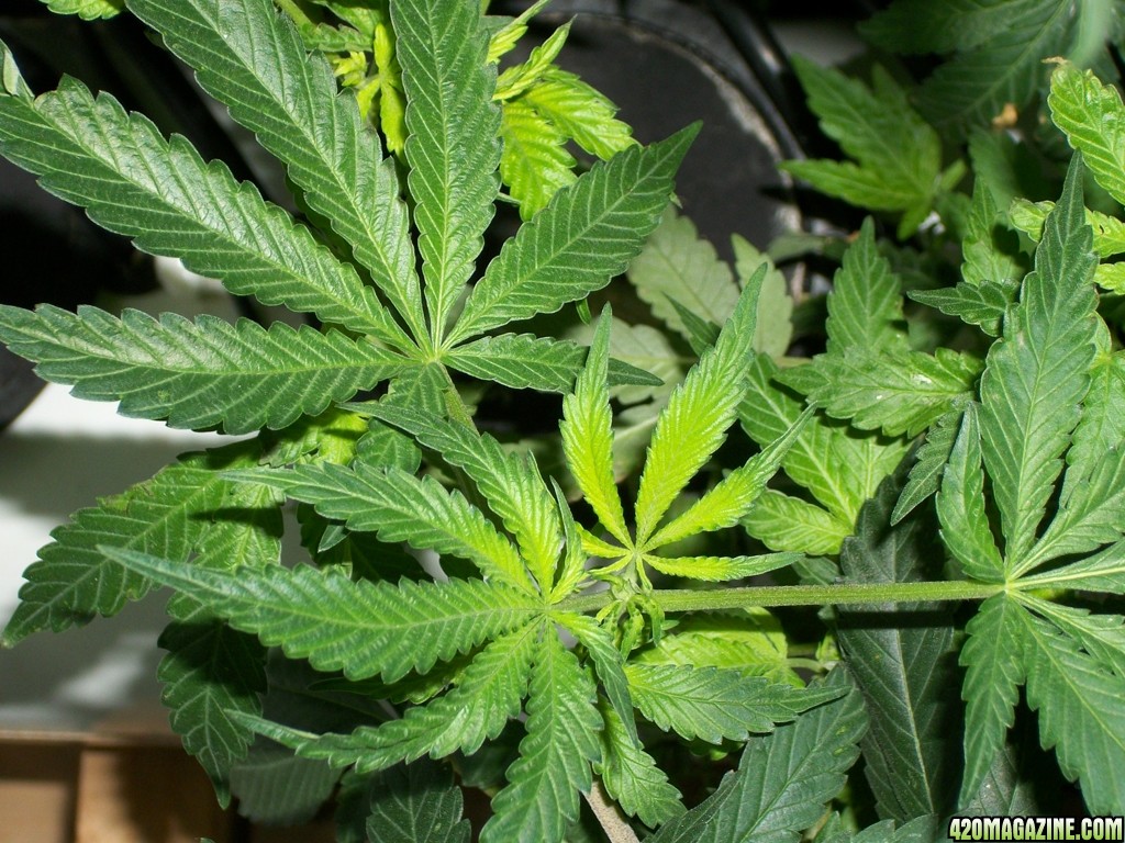 KingJohnC_s_Green_Sun_LED_Lights_Znet4_Aeroponic_Indoor_Grow_Journal_and_Review_2014-11-04_-_037.JPG