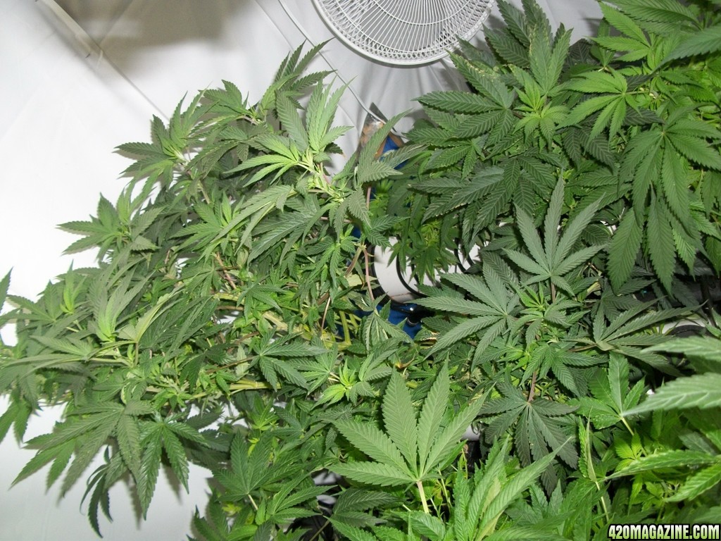 KingJohnC_s_Green_Sun_LED_Lights_Znet4_Aeroponic_Indoor_Grow_Journal_and_Review_2014-11-04_-_038.JPG
