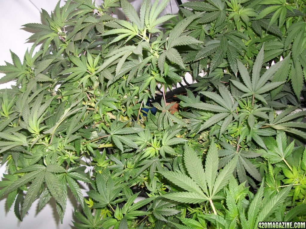 KingJohnC_s_Green_Sun_LED_Lights_Znet4_Aeroponic_Indoor_Grow_Journal_and_Review_2014-11-04_-_039.JPG
