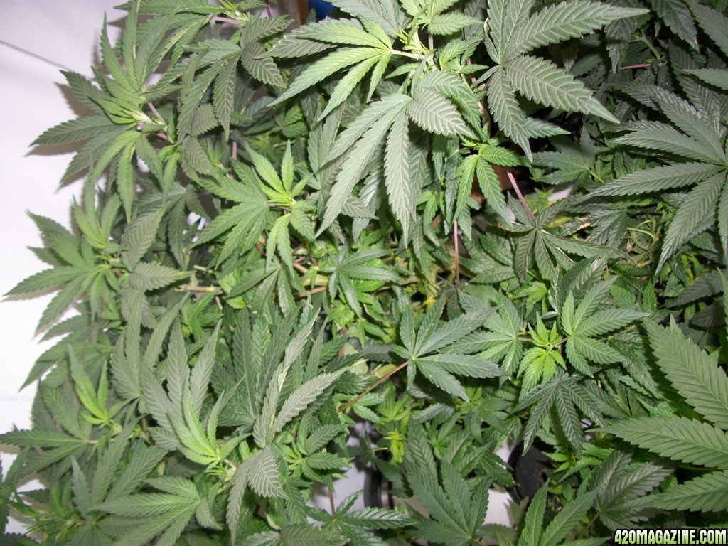 KingJohnC_s_Green_Sun_LED_Lights_Znet4_Aeroponic_Indoor_Grow_Journal_and_Review_2014-11-04_-_041.JPG