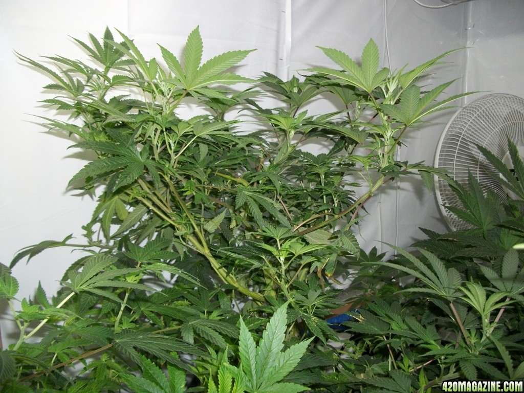 KingJohnC_s_Green_Sun_LED_Lights_Znet4_Aeroponic_Indoor_Grow_Journal_and_Review_2014-11-04_-_042.JPG
