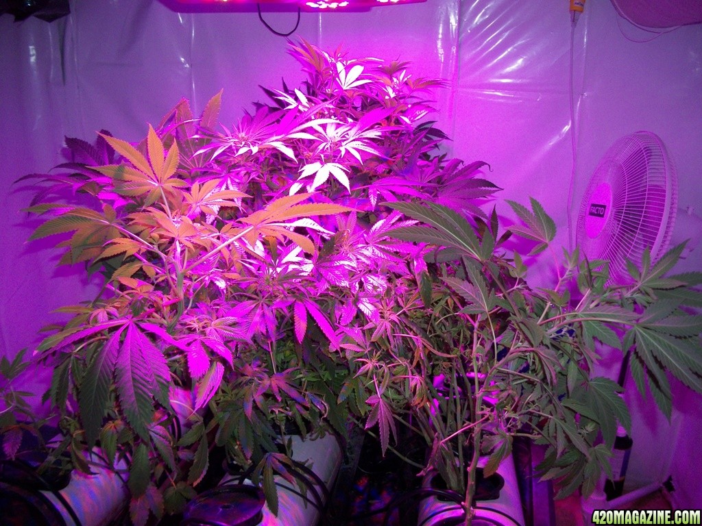 KingJohnC_s_Green_Sun_LED_Lights_Znet4_Aeroponic_Indoor_Grow_Journal_and_Review_2014-11-14_-_003.JPG