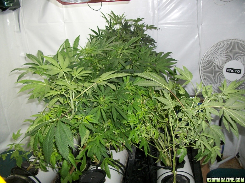 KingJohnC_s_Green_Sun_LED_Lights_Znet4_Aeroponic_Indoor_Grow_Journal_and_Review_2014-11-14_-_004.JPG