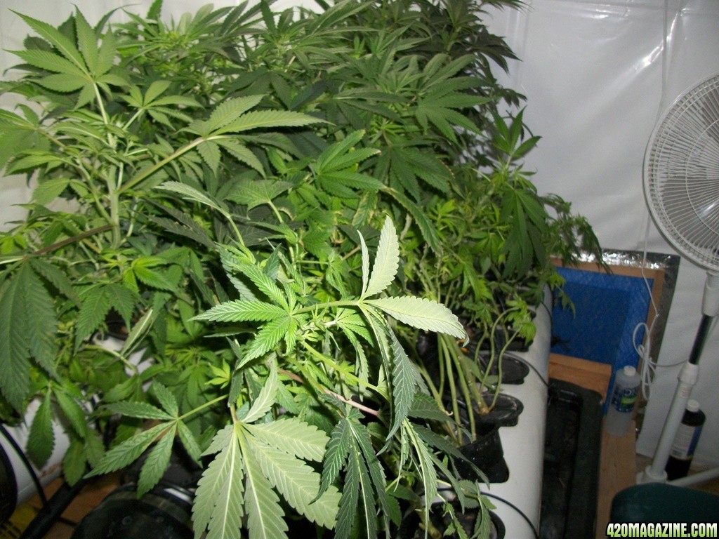 KingJohnC_s_Green_Sun_LED_Lights_Znet4_Aeroponic_Indoor_Grow_Journal_and_Review_2014-11-14_-_005.JPG