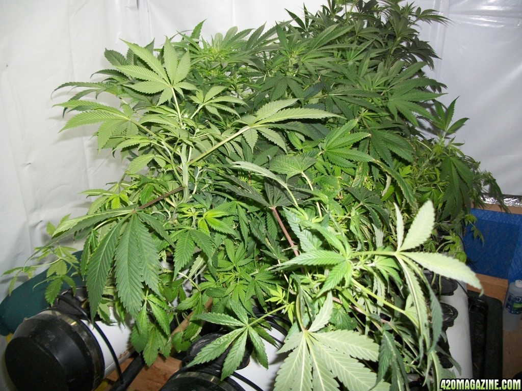 KingJohnC_s_Green_Sun_LED_Lights_Znet4_Aeroponic_Indoor_Grow_Journal_and_Review_2014-11-14_-_006.JPG