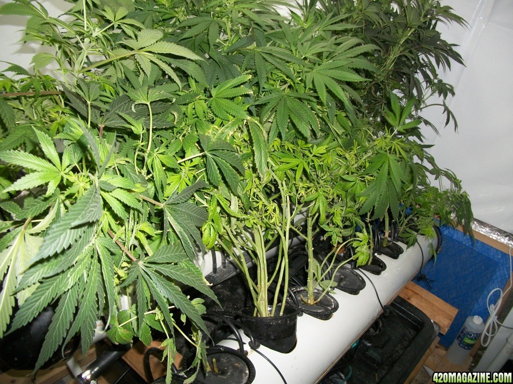 KingJohnC_s_Green_Sun_LED_Lights_Znet4_Aeroponic_Indoor_Grow_Journal_and_Review_2014-11-14_-_007.JPG