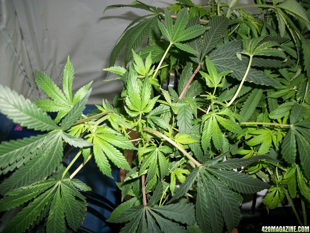 KingJohnC_s_Green_Sun_LED_Lights_Znet4_Aeroponic_Indoor_Grow_Journal_and_Review_2014-11-14_-_008.JPG