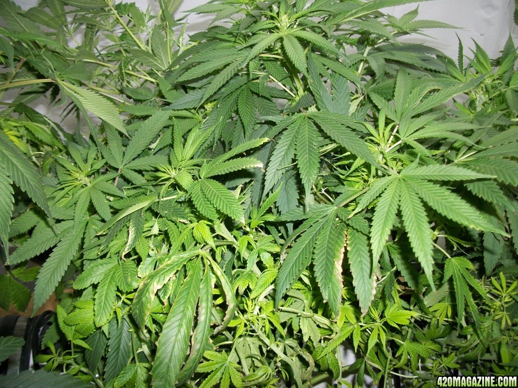 KingJohnC_s_Green_Sun_LED_Lights_Znet4_Aeroponic_Indoor_Grow_Journal_and_Review_2014-11-14_-_009.JPG