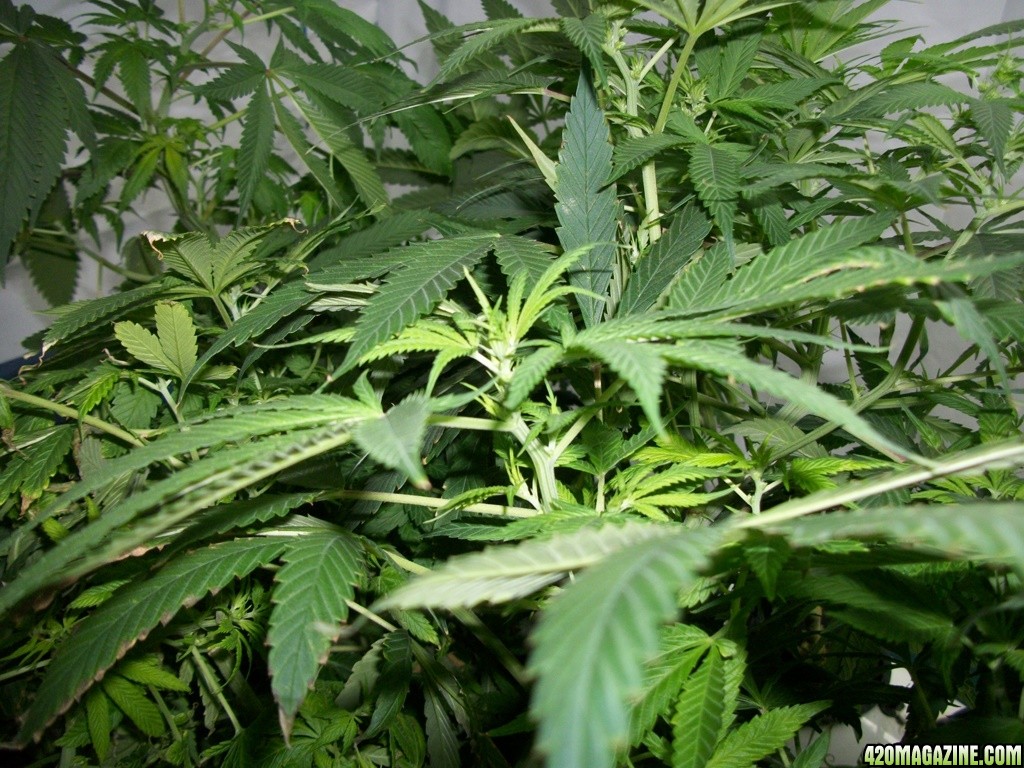 KingJohnC_s_Green_Sun_LED_Lights_Znet4_Aeroponic_Indoor_Grow_Journal_and_Review_2014-11-14_-_010.JPG