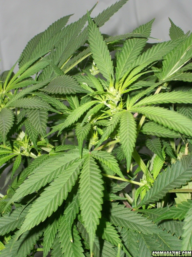 KingJohnC_s_Green_Sun_LED_Lights_Znet4_Aeroponic_Indoor_Grow_Journal_and_Review_2014-11-14_-_016.JPG