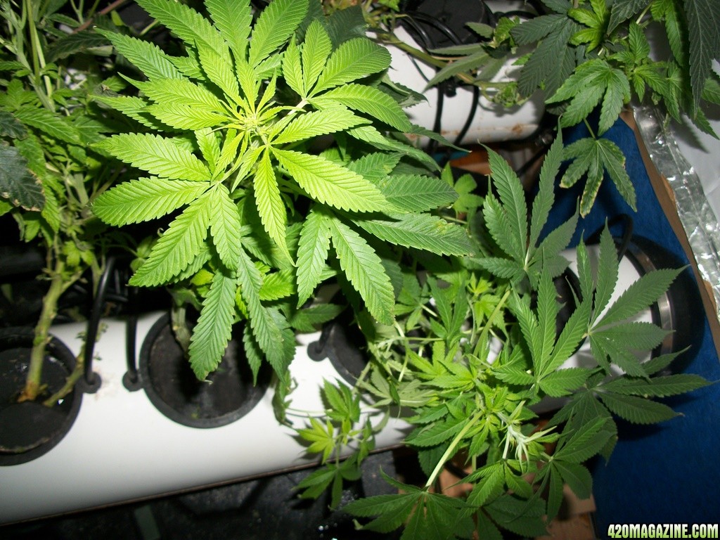 KingJohnC_s_Green_Sun_LED_Lights_Znet4_Aeroponic_Indoor_Grow_Journal_and_Review_2014-11-14_-_020.JPG