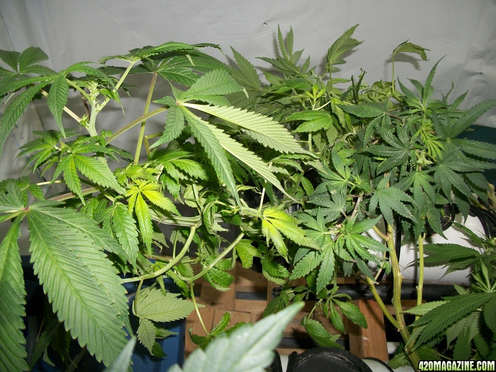 KingJohnC_s_Green_Sun_LED_Lights_Znet4_Aeroponic_Indoor_Grow_Journal_and_Review_2014-11-14_-_021.JPG