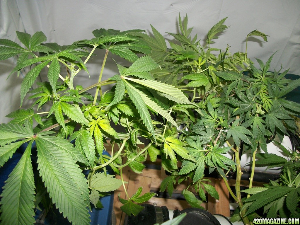 KingJohnC_s_Green_Sun_LED_Lights_Znet4_Aeroponic_Indoor_Grow_Journal_and_Review_2014-11-14_-_022.JPG