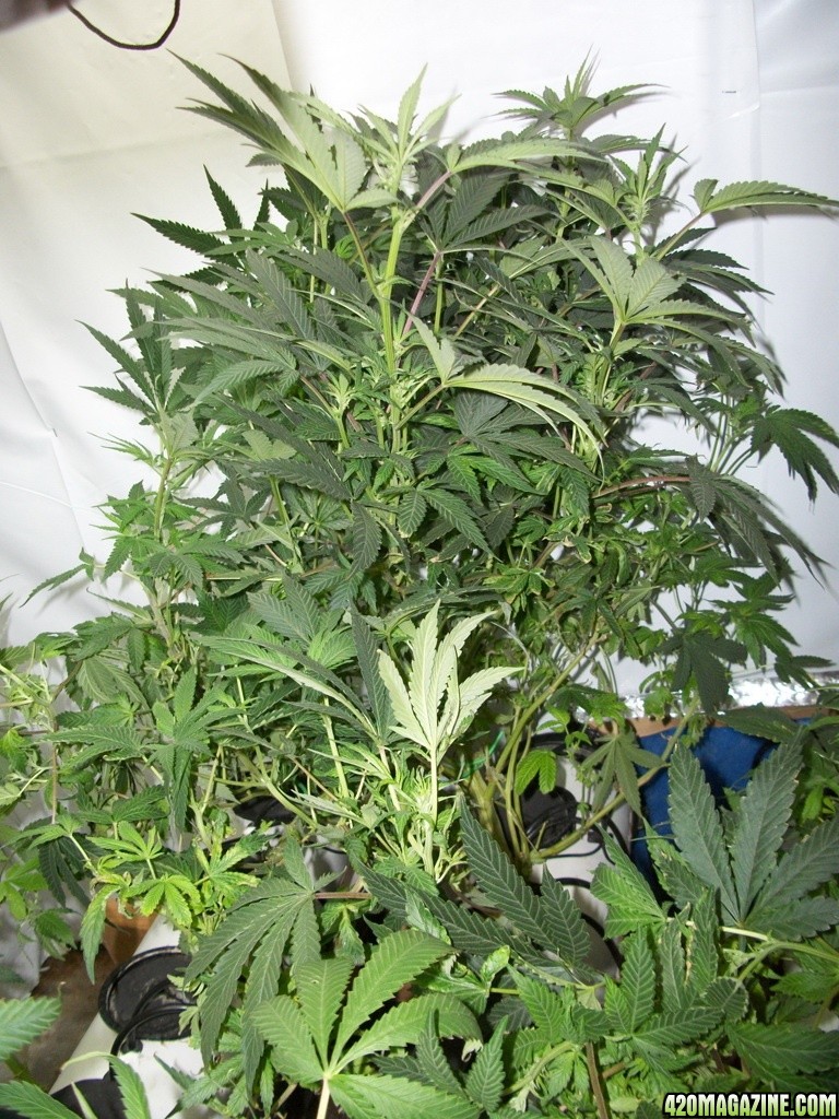 KingJohnC_s_Green_Sun_LED_Lights_Znet4_Aeroponic_Indoor_Grow_Journal_and_Review_2014-11-14_-_023.JPG