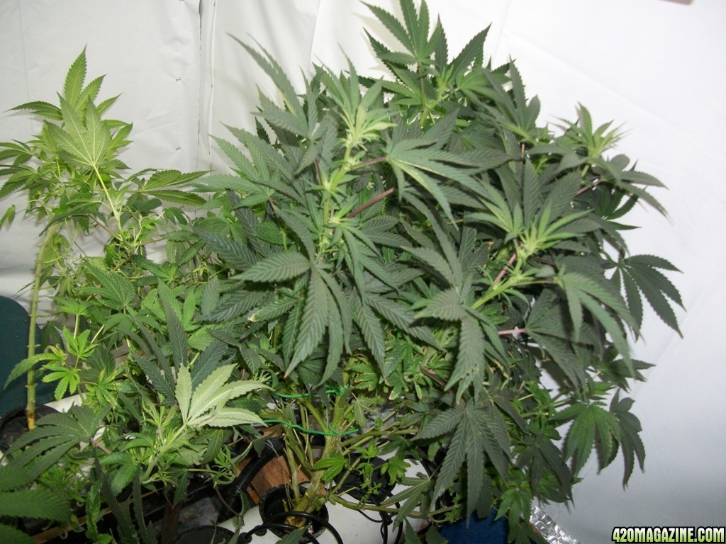 KingJohnC_s_Green_Sun_LED_Lights_Znet4_Aeroponic_Indoor_Grow_Journal_and_Review_2014-11-14_-_024.JPG