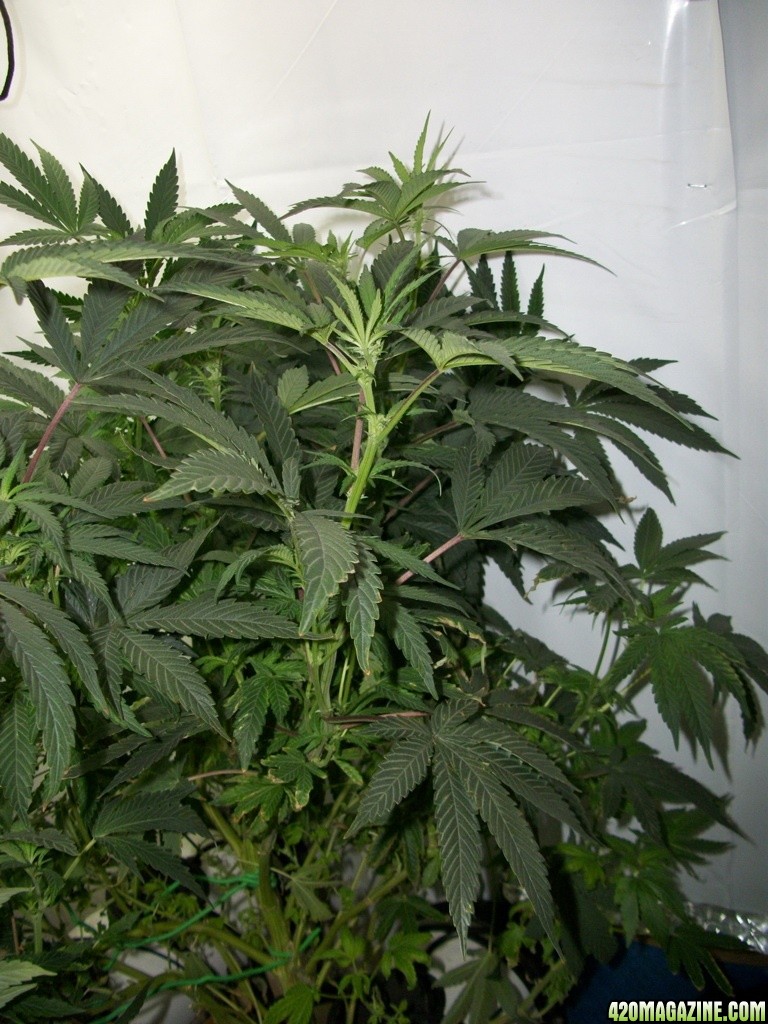 KingJohnC_s_Green_Sun_LED_Lights_Znet4_Aeroponic_Indoor_Grow_Journal_and_Review_2014-11-14_-_025.JPG