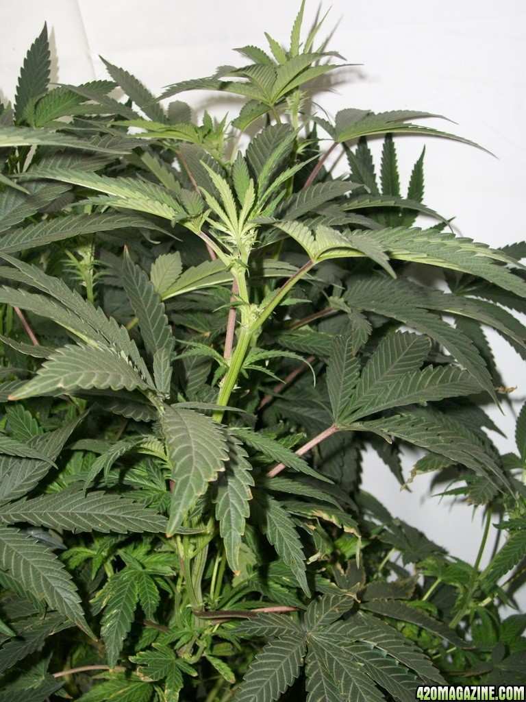 KingJohnC_s_Green_Sun_LED_Lights_Znet4_Aeroponic_Indoor_Grow_Journal_and_Review_2014-11-14_-_026.JPG