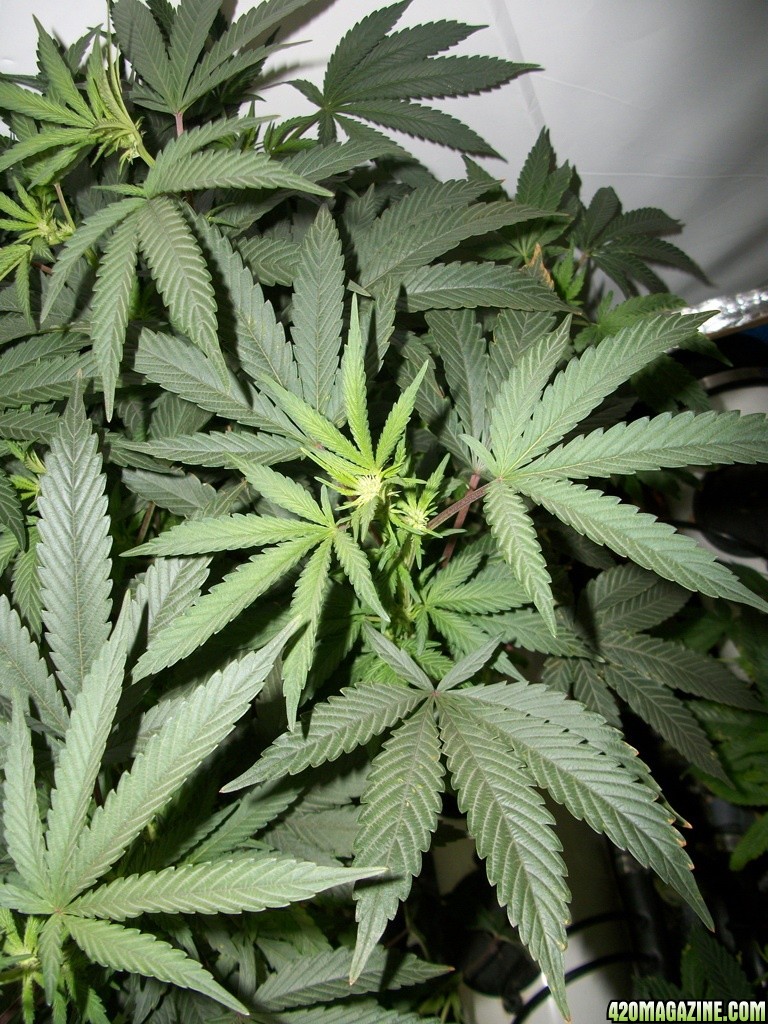 KingJohnC_s_Green_Sun_LED_Lights_Znet4_Aeroponic_Indoor_Grow_Journal_and_Review_2014-11-14_-_030.JPG