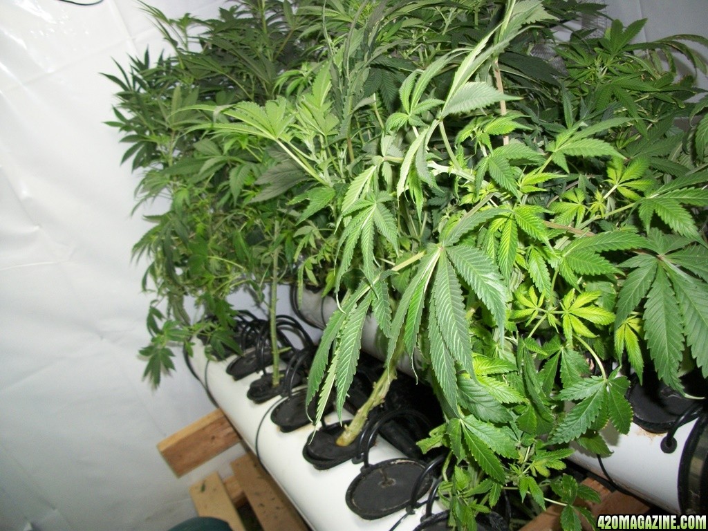 KingJohnC_s_Green_Sun_LED_Lights_Znet4_Aeroponic_Indoor_Grow_Journal_and_Review_2014-11-14_-_034.JPG