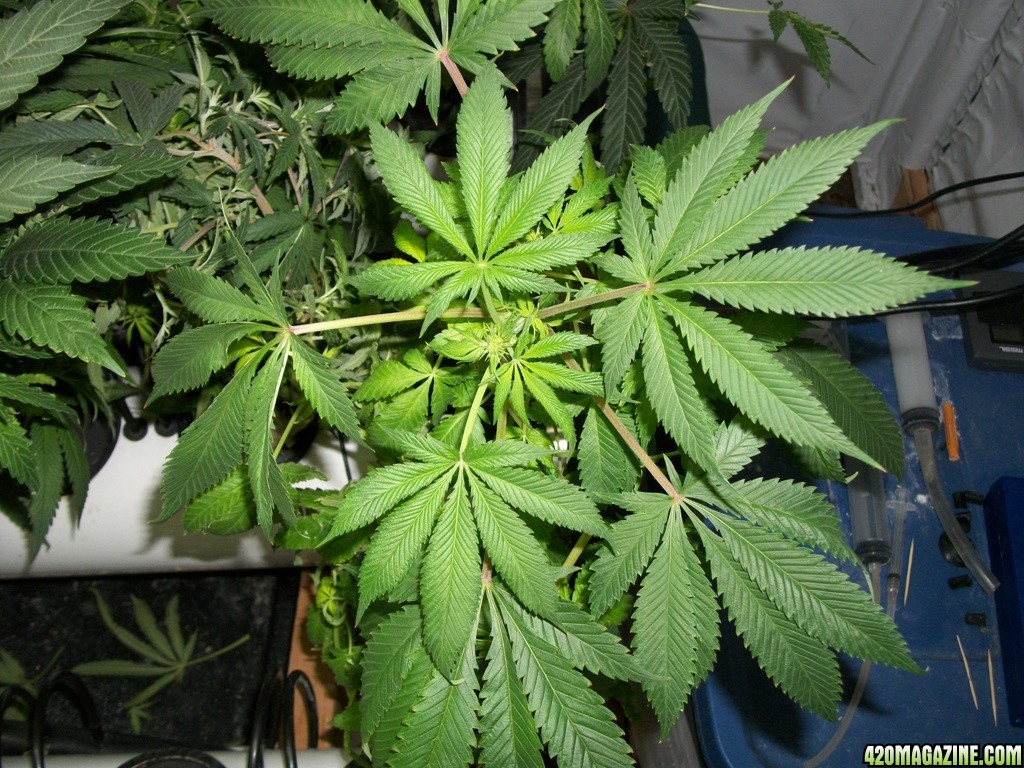 KingJohnC_s_Green_Sun_LED_Lights_Znet4_Aeroponic_Indoor_Grow_Journal_and_Review_2014-11-14_-_035.JPG