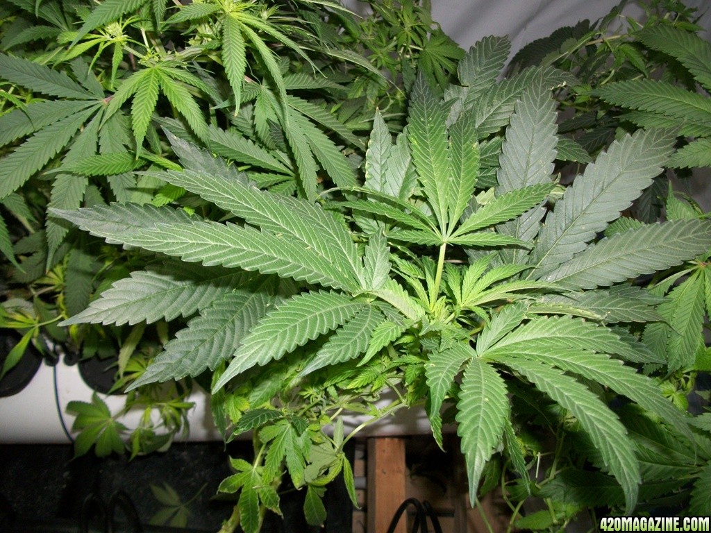 KingJohnC_s_Green_Sun_LED_Lights_Znet4_Aeroponic_Indoor_Grow_Journal_and_Review_2014-11-14_-_036.JPG