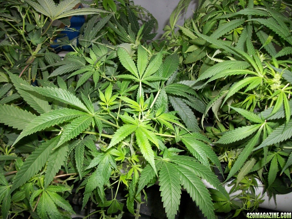 KingJohnC_s_Green_Sun_LED_Lights_Znet4_Aeroponic_Indoor_Grow_Journal_and_Review_2014-11-14_-_038.JPG