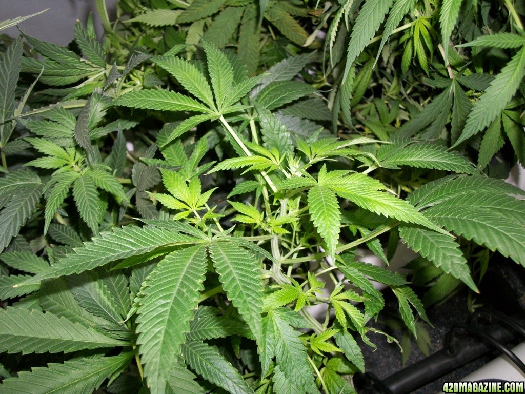 KingJohnC_s_Green_Sun_LED_Lights_Znet4_Aeroponic_Indoor_Grow_Journal_and_Review_2014-11-14_-_040.JPG