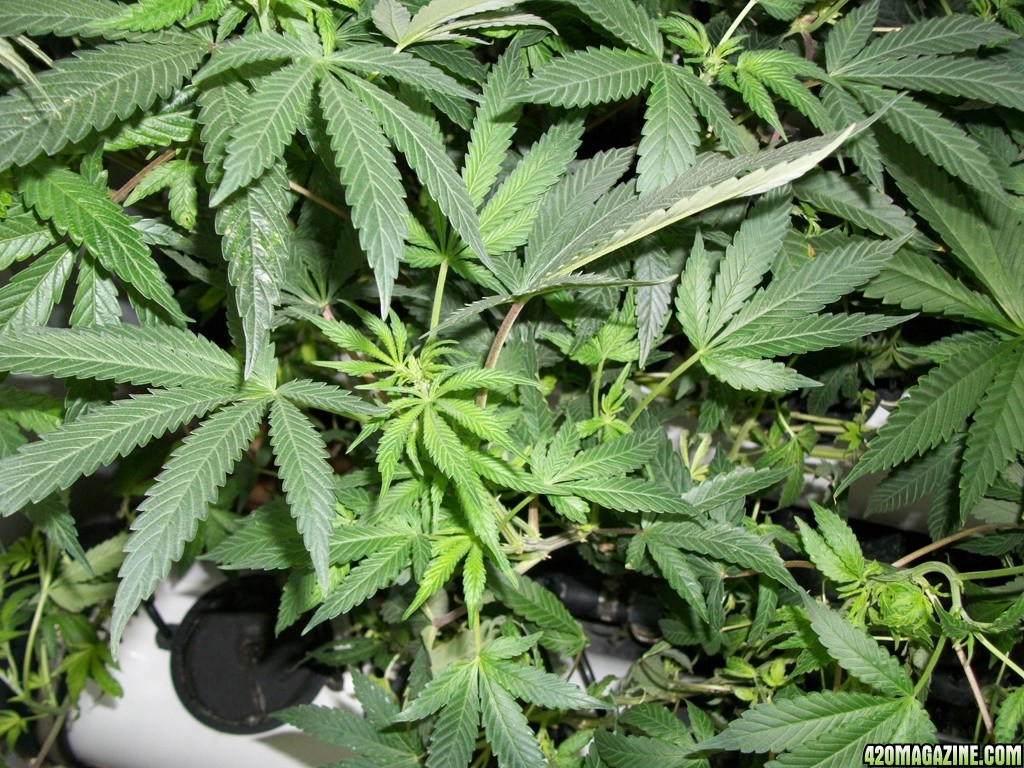 KingJohnC_s_Green_Sun_LED_Lights_Znet4_Aeroponic_Indoor_Grow_Journal_and_Review_2014-11-14_-_047.JPG