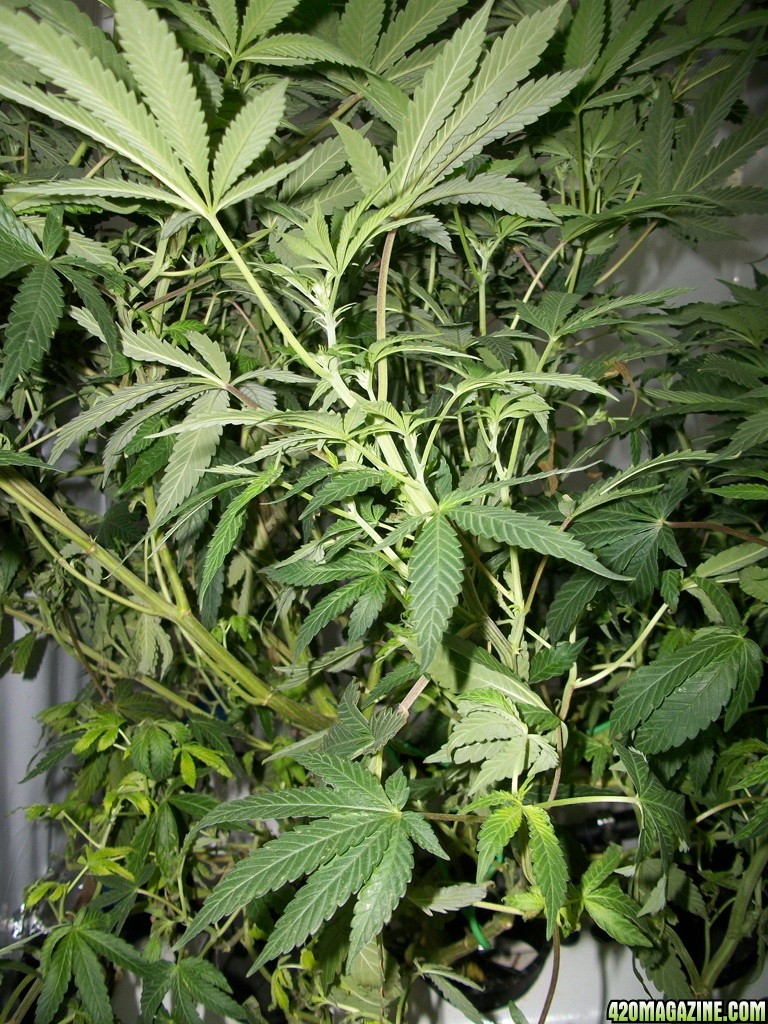 KingJohnC_s_Green_Sun_LED_Lights_Znet4_Aeroponic_Indoor_Grow_Journal_and_Review_2014-11-14_-_050.JPG