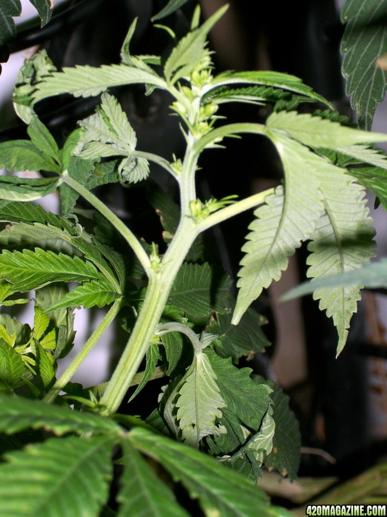 KingJohnC_s_Green_Sun_LED_Lights_Znet4_Aeroponic_Indoor_Grow_Journal_and_Review_2014-11-19_-_001.JPG