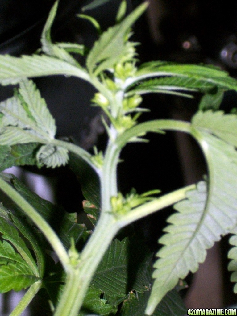 KingJohnC_s_Green_Sun_LED_Lights_Znet4_Aeroponic_Indoor_Grow_Journal_and_Review_2014-11-19_-_002.JPG