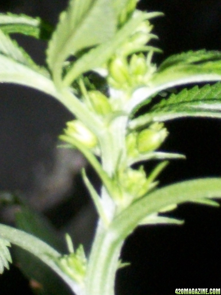 KingJohnC_s_Green_Sun_LED_Lights_Znet4_Aeroponic_Indoor_Grow_Journal_and_Review_2014-11-19_-_003.JPG
