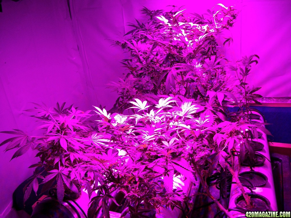 KingJohnC_s_Green_Sun_LED_Lights_Znet4_Aeroponic_Indoor_Grow_Journal_and_Review_2014-11-28_-_002.JPG