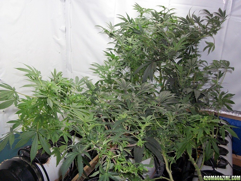 KingJohnC_s_Green_Sun_LED_Lights_Znet4_Aeroponic_Indoor_Grow_Journal_and_Review_2014-11-28_-_003.JPG