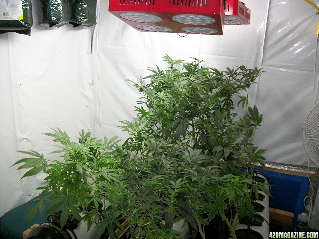 KingJohnC_s_Green_Sun_LED_Lights_Znet4_Aeroponic_Indoor_Grow_Journal_and_Review_2014-11-28_-_004.JPG