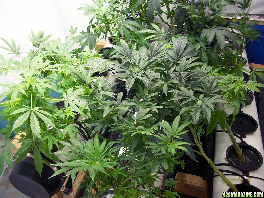 KingJohnC_s_Green_Sun_LED_Lights_Znet4_Aeroponic_Indoor_Grow_Journal_and_Review_2014-11-28_-_009.JPG