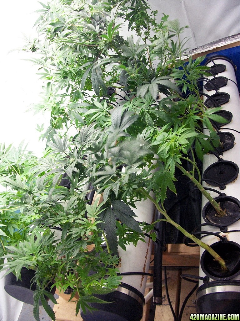 KingJohnC_s_Green_Sun_LED_Lights_Znet4_Aeroponic_Indoor_Grow_Journal_and_Review_2014-11-28_-_010.JPG