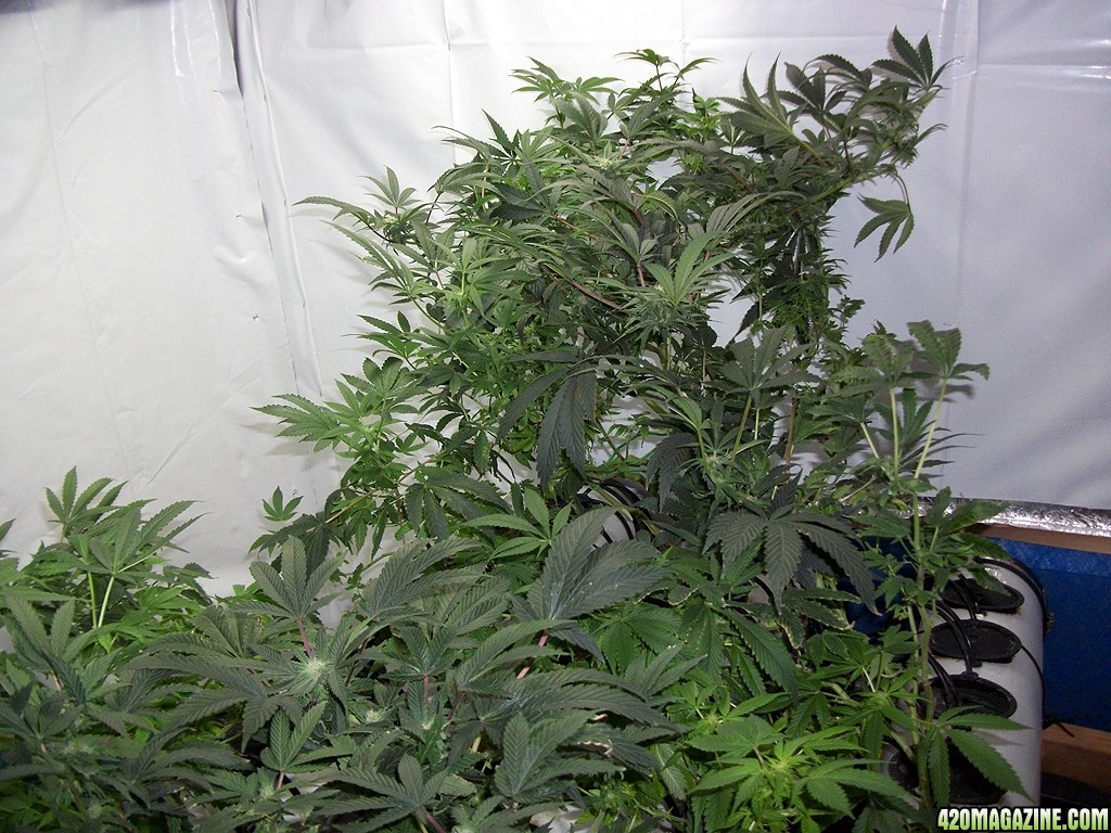 KingJohnC_s_Green_Sun_LED_Lights_Znet4_Aeroponic_Indoor_Grow_Journal_and_Review_2014-11-28_-_012.JPG