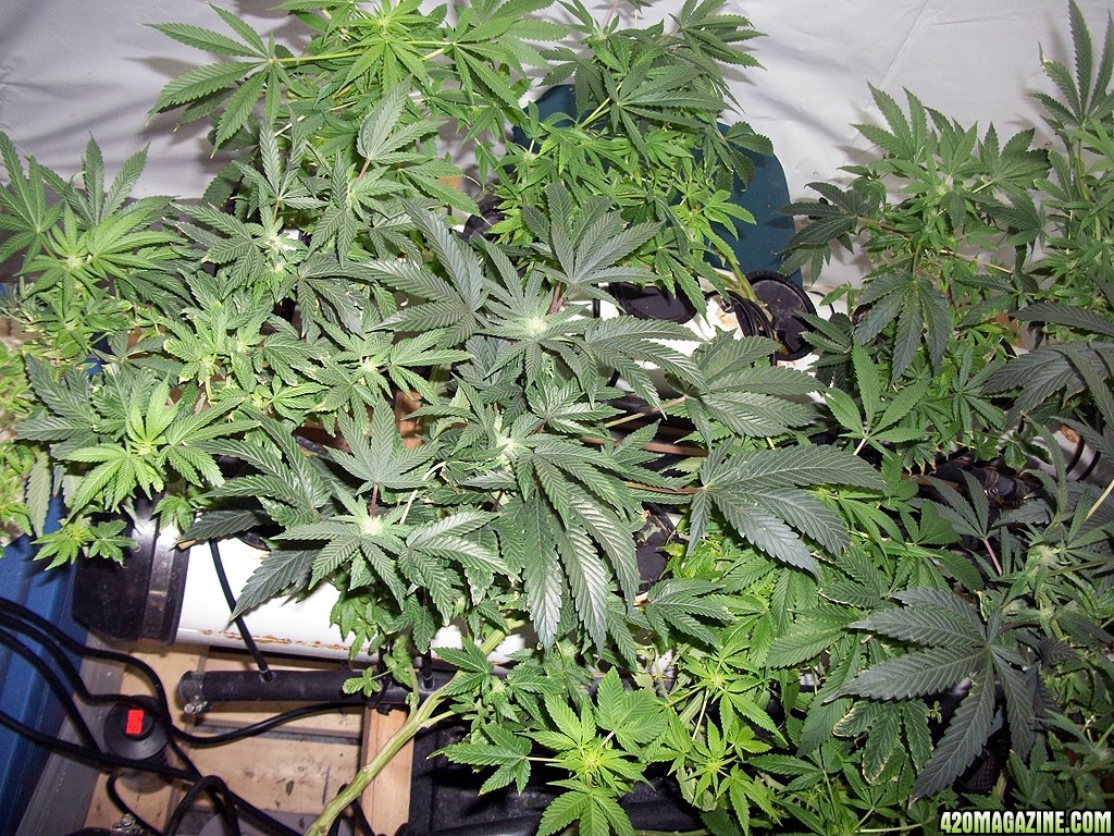 KingJohnC_s_Green_Sun_LED_Lights_Znet4_Aeroponic_Indoor_Grow_Journal_and_Review_2014-11-28_-_013.JPG