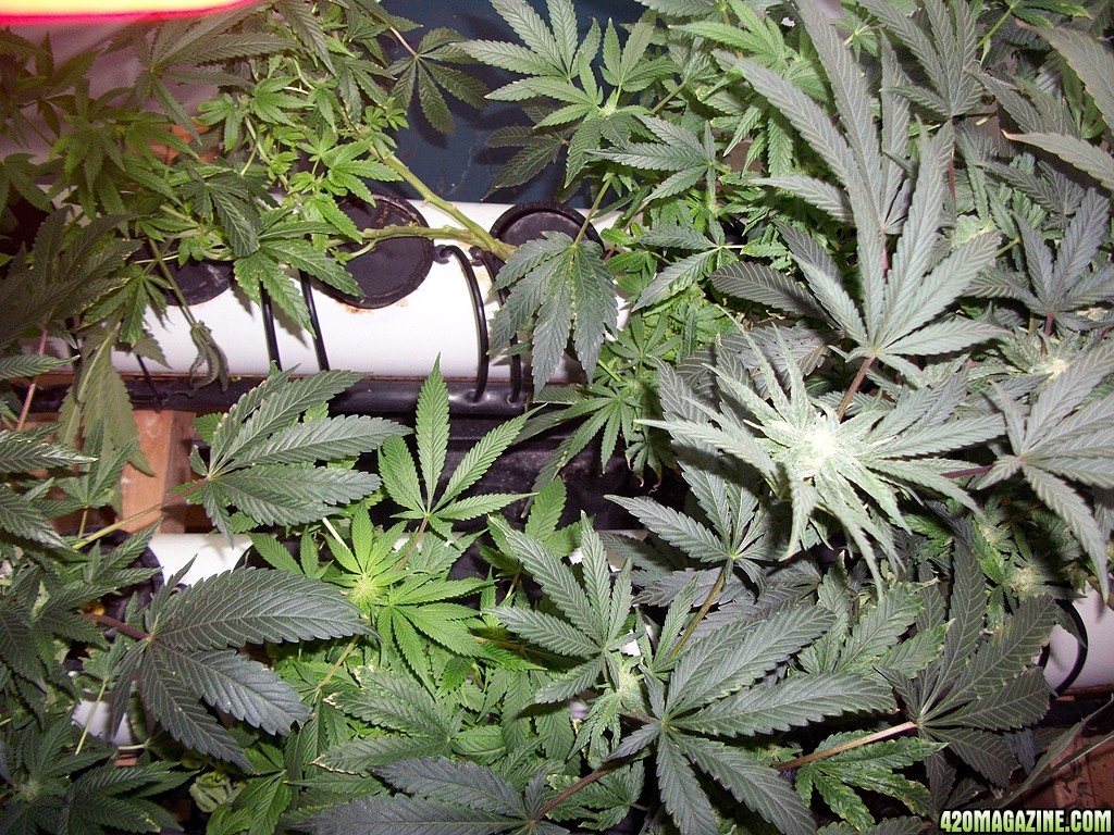 KingJohnC_s_Green_Sun_LED_Lights_Znet4_Aeroponic_Indoor_Grow_Journal_and_Review_2014-11-28_-_014.JPG